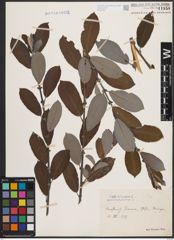 Foto von Salix cinerea L.